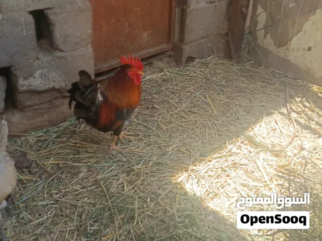 ديج شمسي للبيع.
