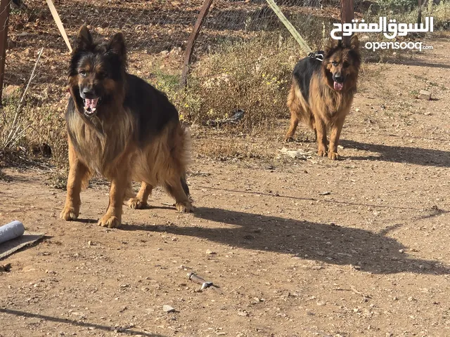 جيرمن لونق هير كسحه حجم ضخم جمجمه عريضه