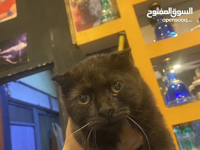قطه سكوتش للبيع