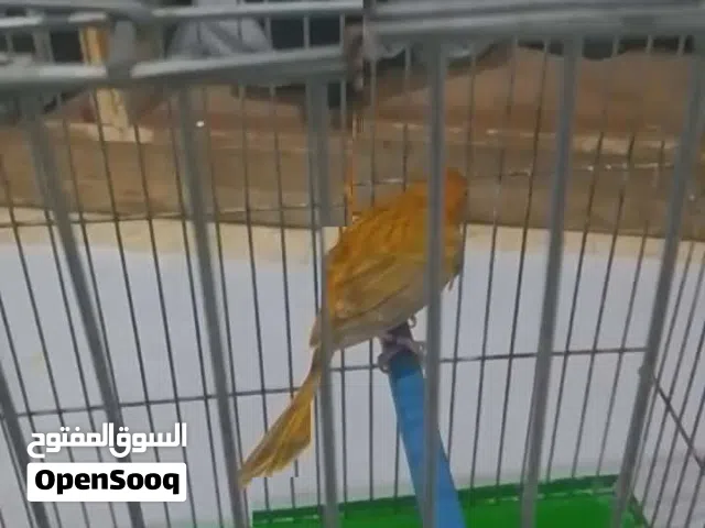 كنار فحل مشمشي
