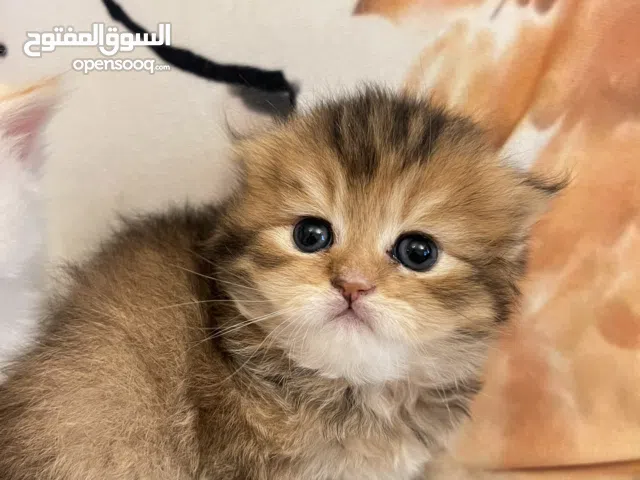 Scottish mix British chinchilla longhair
