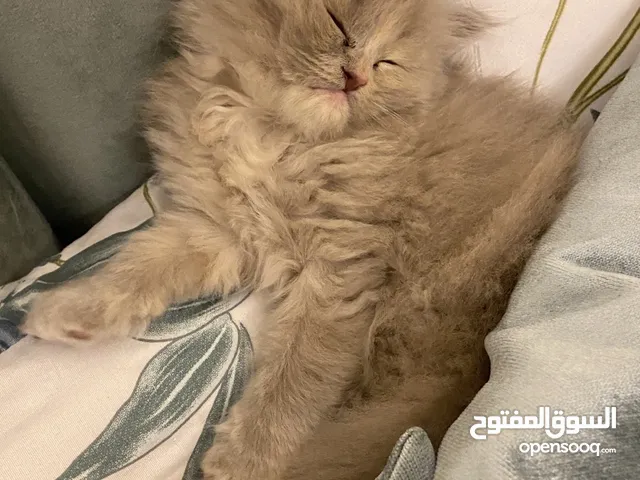 قطه شيرازي شهرين للتبني