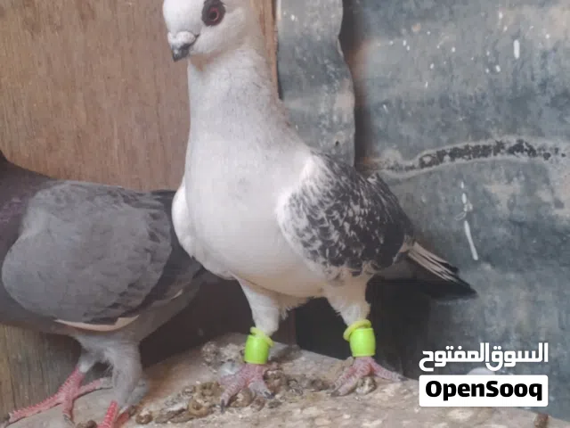 للبيع فحل بوز وجوزين مراقيع ومراسليات