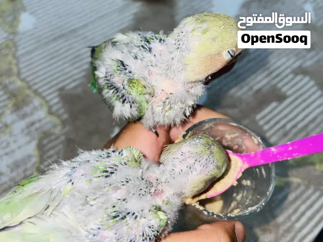 زوز طروف بركديلو قريب ينفطمو وسعرهم كزيوني ضبح عليه يجي خش تلقا الفديو منزله اتفرج كيف يجي