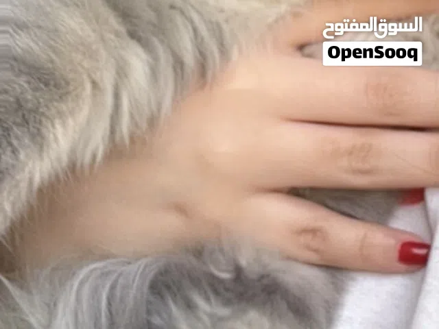 للبيع قط ذكر رمادي سكوتش