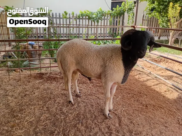 حولي مش مبدل