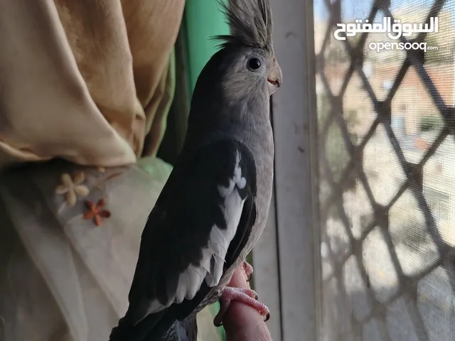 مخلف كوكتيل أليف جدا