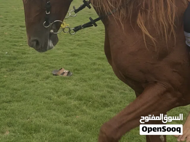 خيل عربي اصيل للبيع