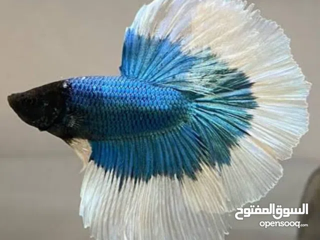 أسماك فايتر دلتا و كراون للبيع