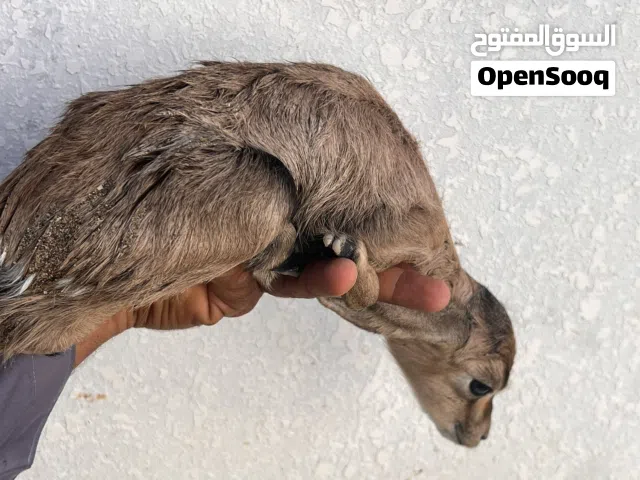 مولده غزال الديماني ود يومين شي تصريح رسمي في صوره ثاني صورة امه المولوده سلاله طيبه