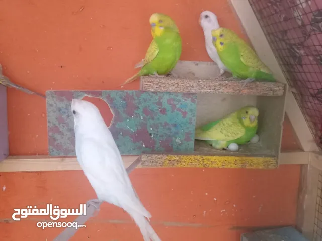 طيور الحب 4ازواج وبيضهن