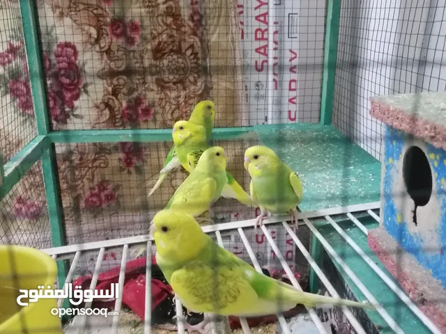 طيور حب للبيع الزوج