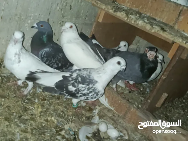 طيور حمام للبيع