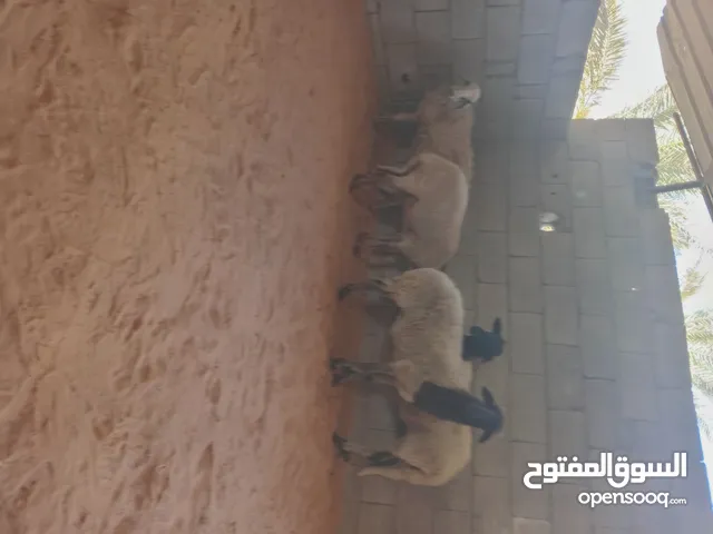 4 اربع نعاج... فيهم وحده عشرة مبينه قريب تولد..