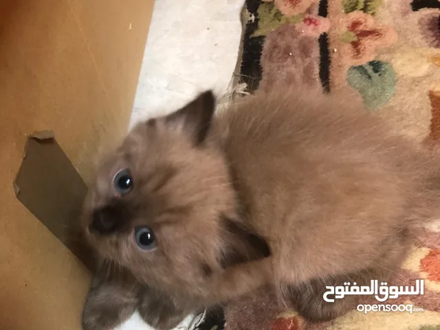 قطط همالايا ذكر وانثي