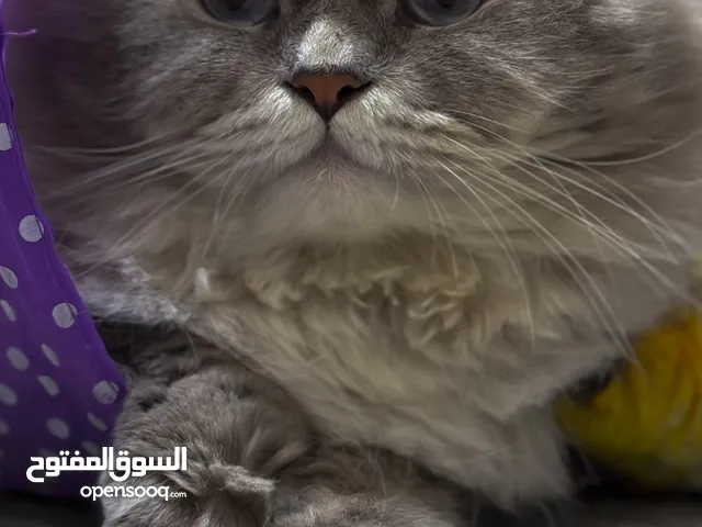 ذكر مكس شيرازي و هملايا اليف جداً و يحب يلعب عمره اربع سنوات