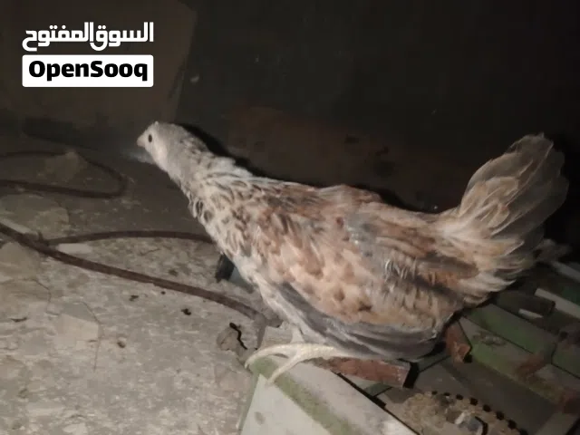 فروج ددندراوي
