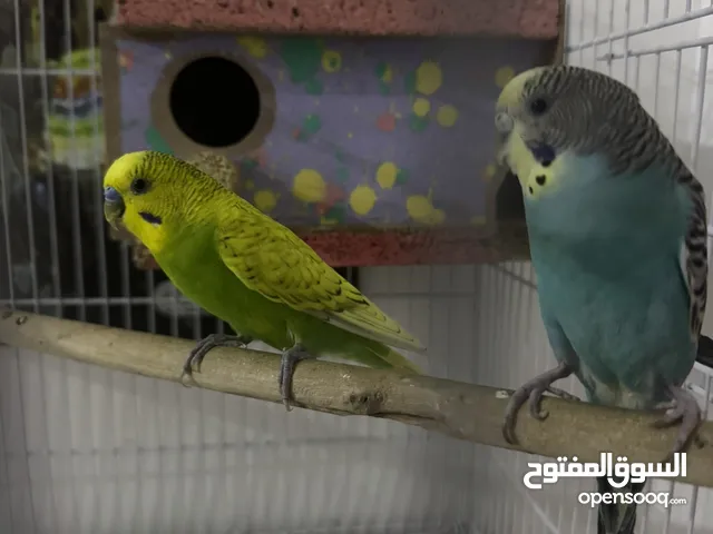 زوج طيور حب للبيع النضافه100٪