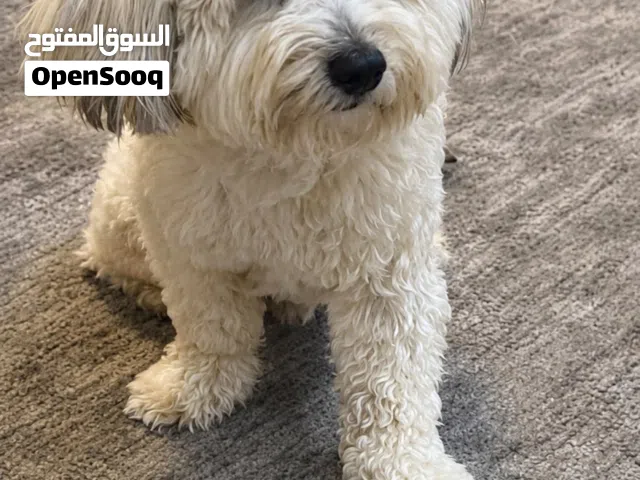 كلب للبيع ممتاز
