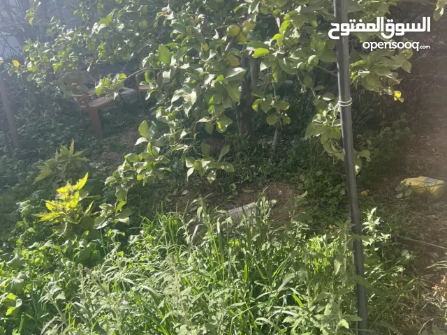 Farm Land for Rent in Tulkarm Ramin