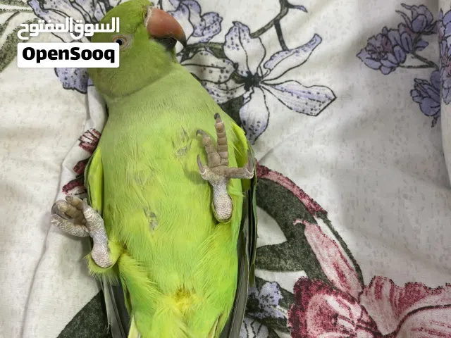 بغبغاء درى يتكلم يصفر ويقول متوه وألف ويركب  على اليد ويطير