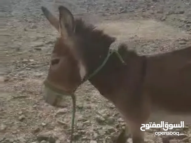 حمار للبيع