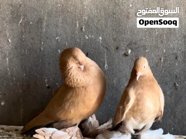 كوبية هزاز أصفر مواصفات ربي يبارك كوبية مصوقرا عزماتكسب