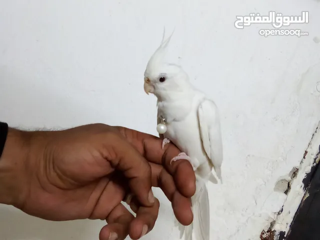 كوكتيل ابيض البينو ذكر
