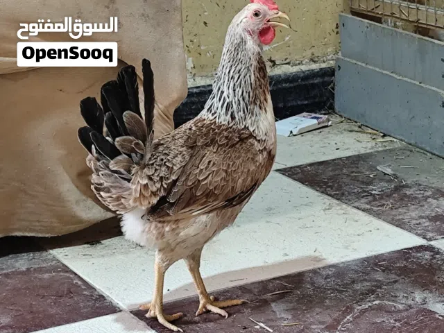دجاج دندراوي