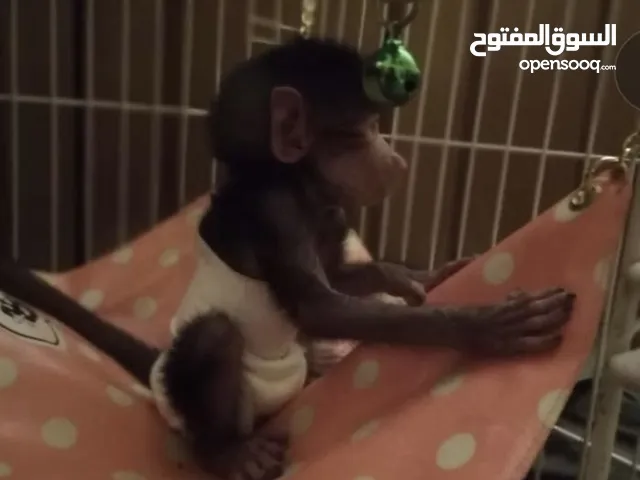 للبيع قرود صغيرة سبال