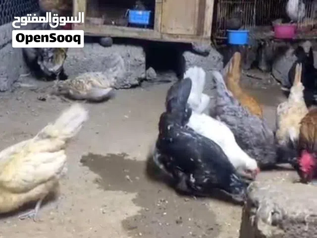 للبيع دجاج كويتي و ديك بكستاني الوصف مهم