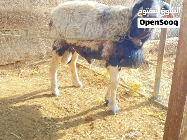 كبش كشميري