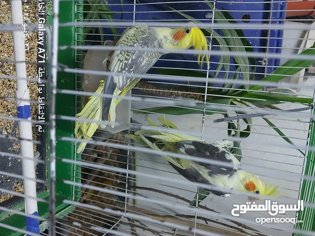 كوكتيل للبيع