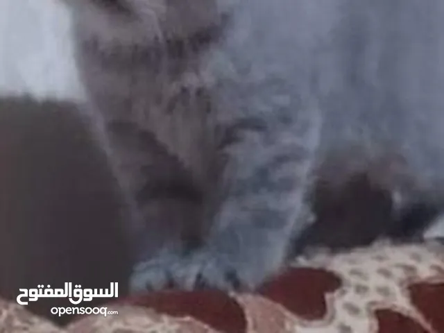 سكوتش فولد عدد 4