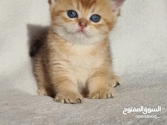 Golden kitties