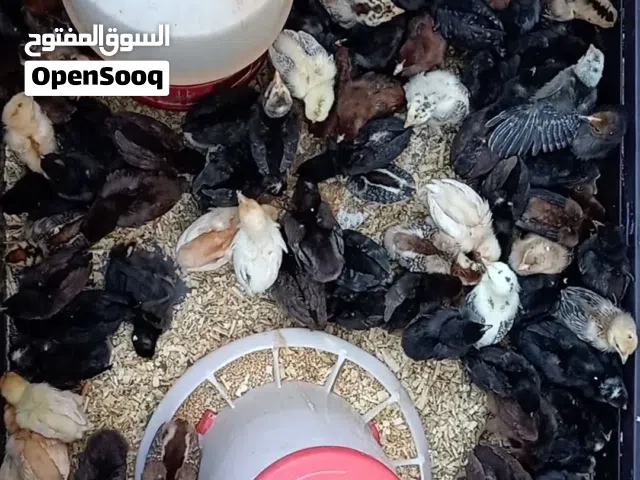 صيصان دجاج بلدي  العمر شهر تقريبا