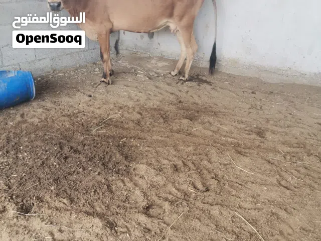 بقرة جيرسية