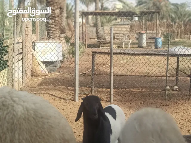 خروف ربي بيارك لي بيع