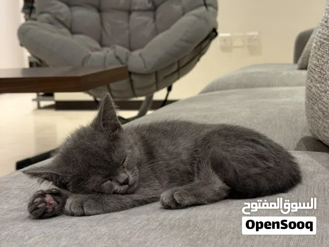 قطط بريتش ذكور