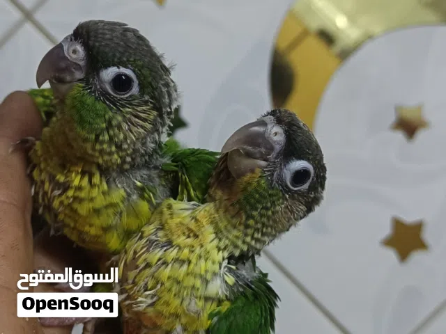 من فضل الله متوفر افراخ جرين شيك زق يدوي
