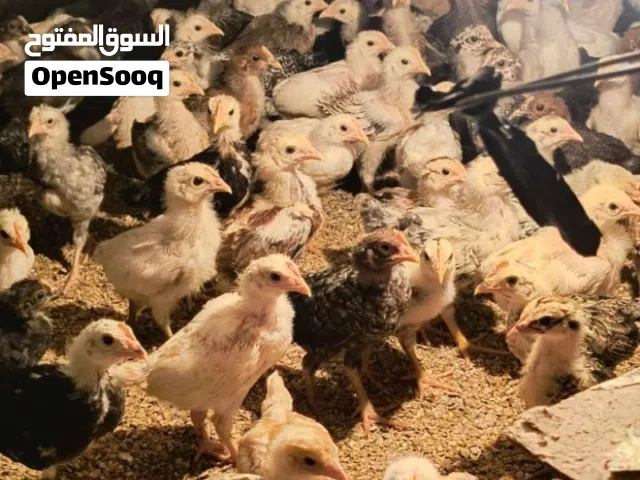 موجود فروخ هجين عماني فرنسي العمر 4اسابيع