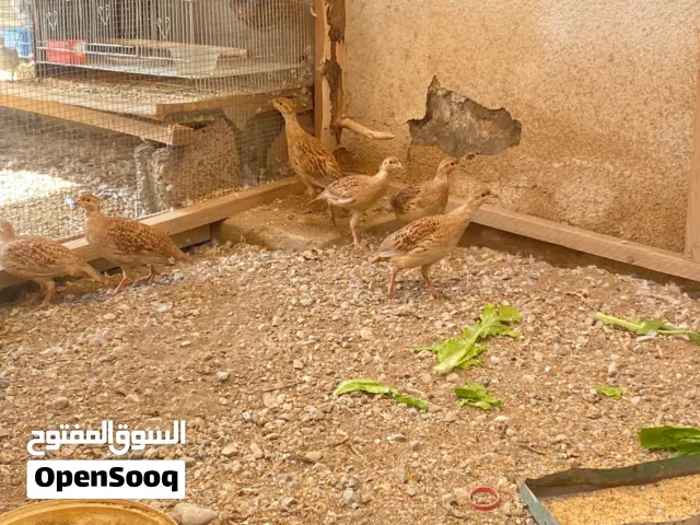 صفرد لون اصفر للبيع 9 حبات واحد ب10 ريال قيمة نهاية بعمر 9اشهر