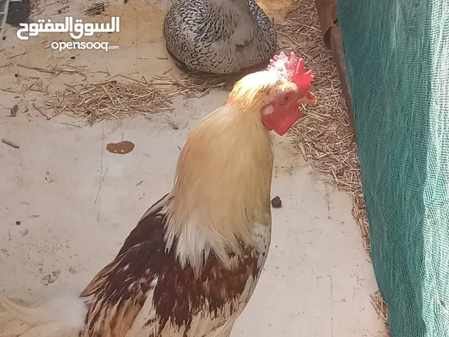 دجاجه وديك للبيع وبصحه جيده .