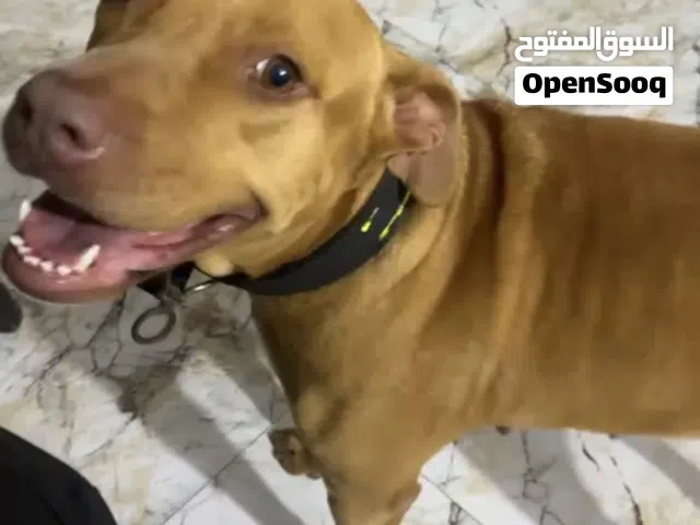كلب امريكي