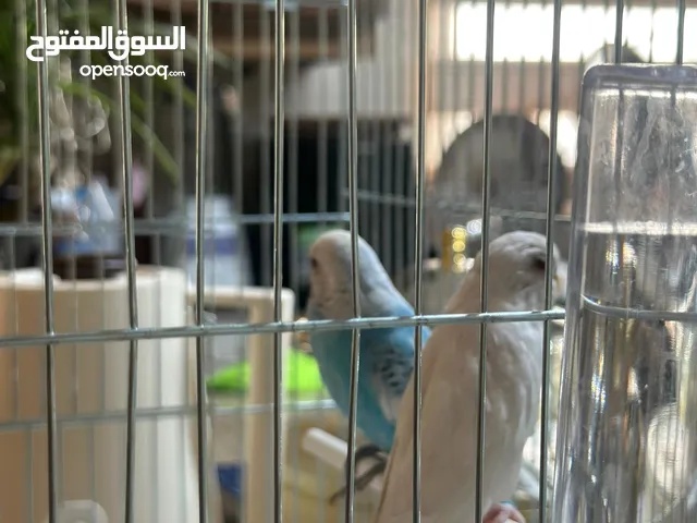 زوج عصافير الحب (ذكر وأنثى) مع قفص بحالة ممتازه