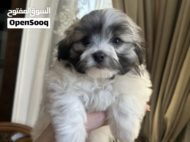 جراوي مالتيز بنت و ولد عمر شهرين