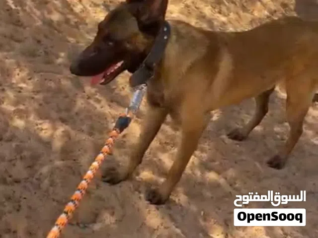 كلب مالينوا دم للتكسيب اقرى الوصف