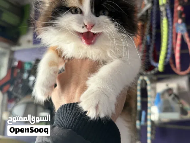 ماشاء الله قططتين كاليكوا بنت وابيض ولد عندهم 45 يوم جمال جدا ودباديب ومتعودين عالليتر بوكس