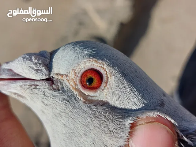 الذكر زاجل للبيع