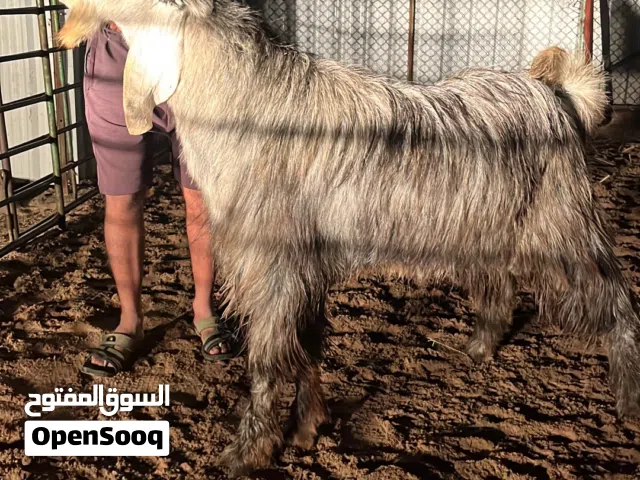 تيس عارضي طيب